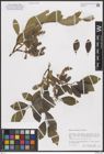 Foto von Salix borealis Fr.